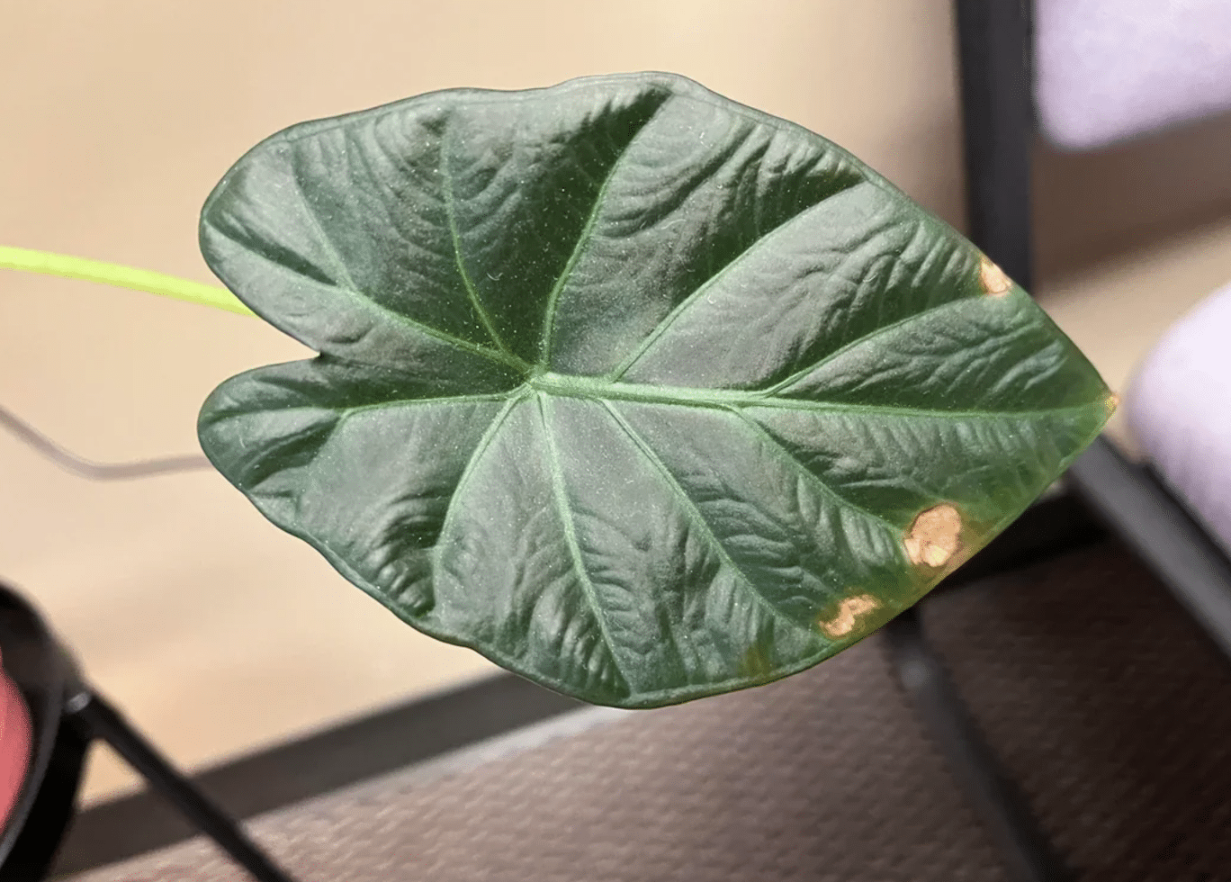 Spots on Alocasia regal shield leaves